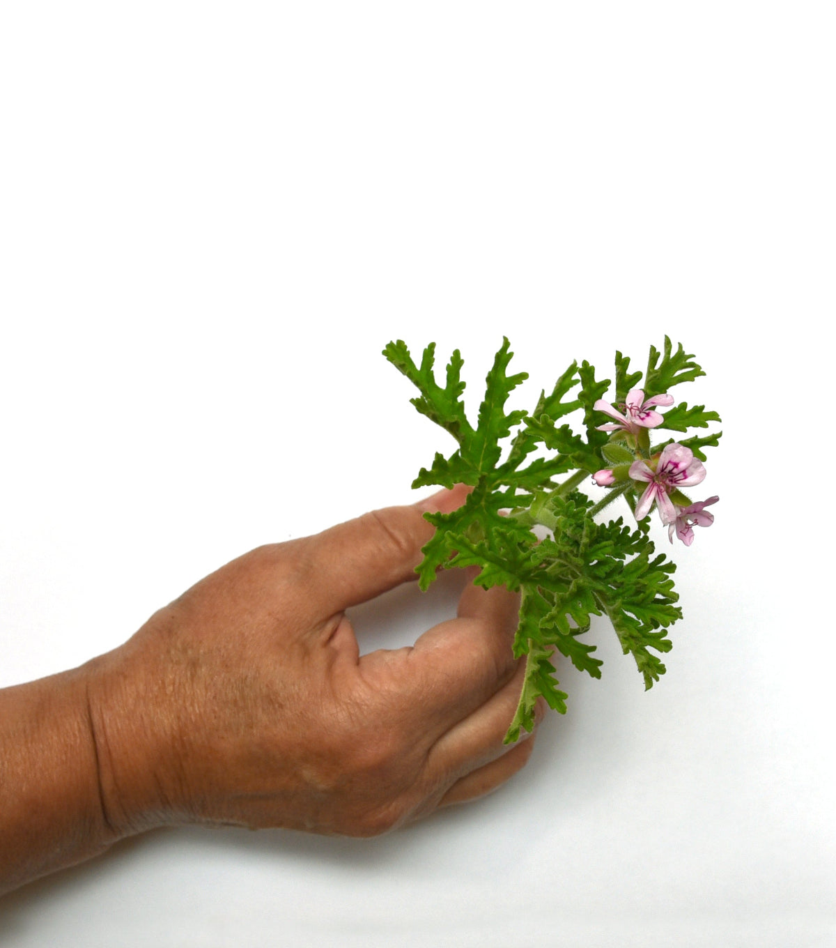 Rose geranium bloom